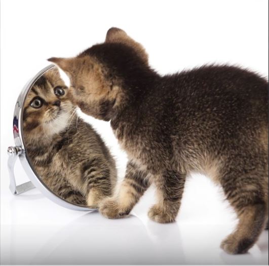 Kitten looking into a mirror
