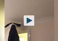 Cat stuck on top of a door