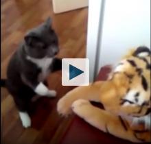 Cat with stuffed tiger