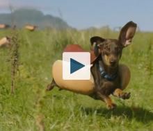 Wiener dog running