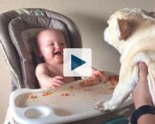 Baby laughing at bulldog