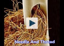 Needle and thread magnified