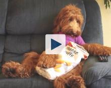 Dog eating Cheese Puffs and sitting in a chair