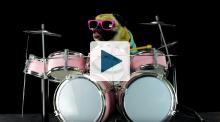Pug puppy playing drums