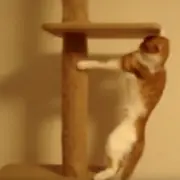 Cat hanging from scratching post