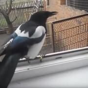 Magpie in a window